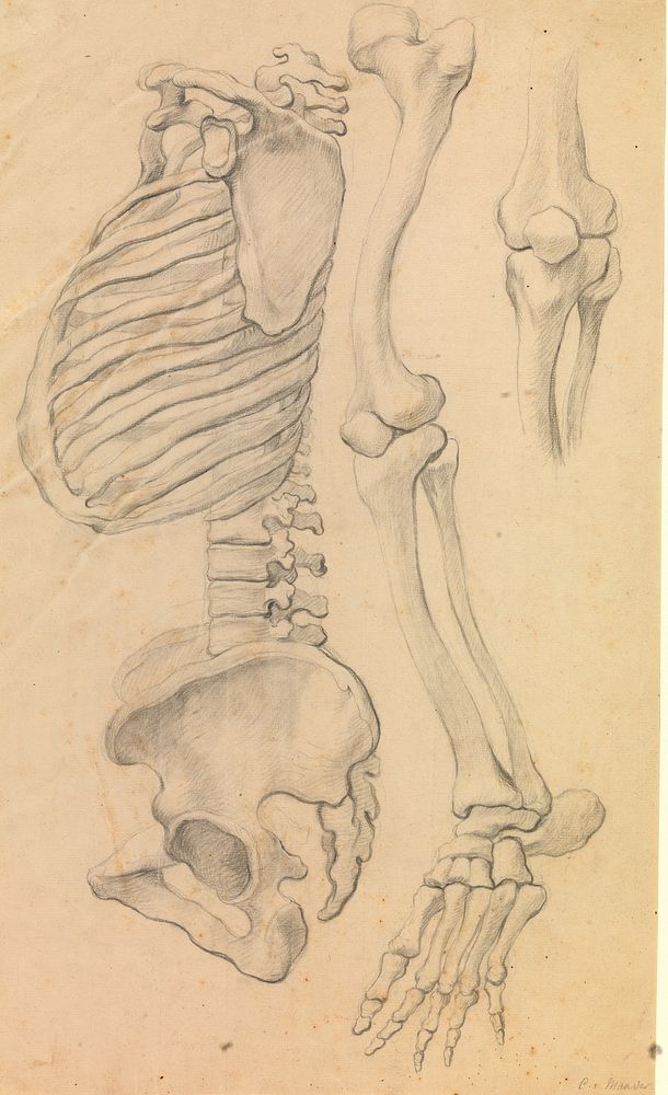 Spine with thorax and pelvis, profile to left;also bones of a left leg from hip to tip of toe and detail of a knee.(1662?).