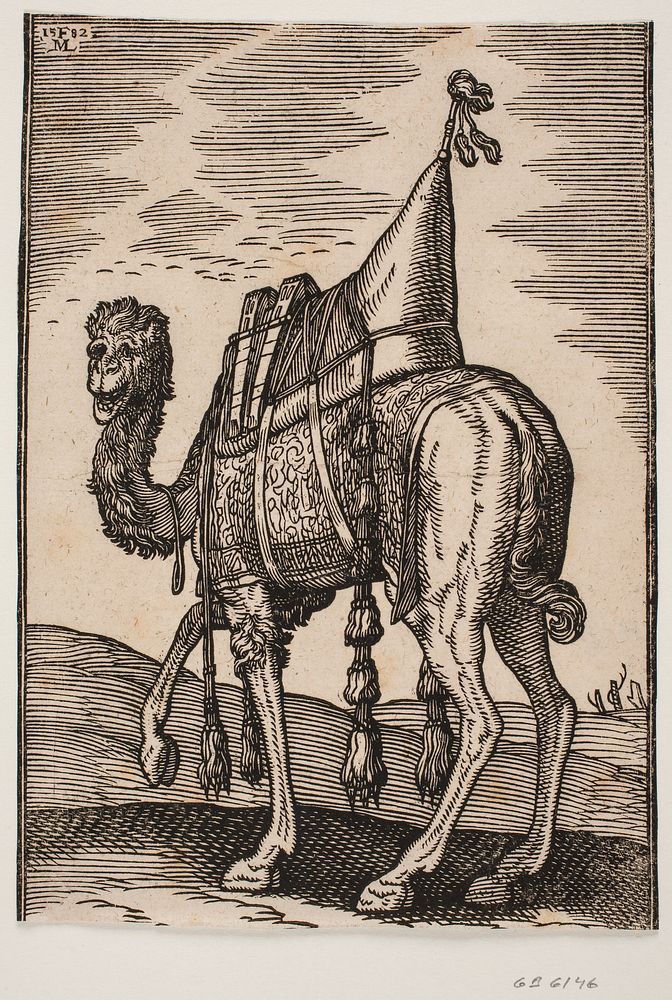 A saddled dromedary whose head faces the viewer;seen obliquely from behind to the left