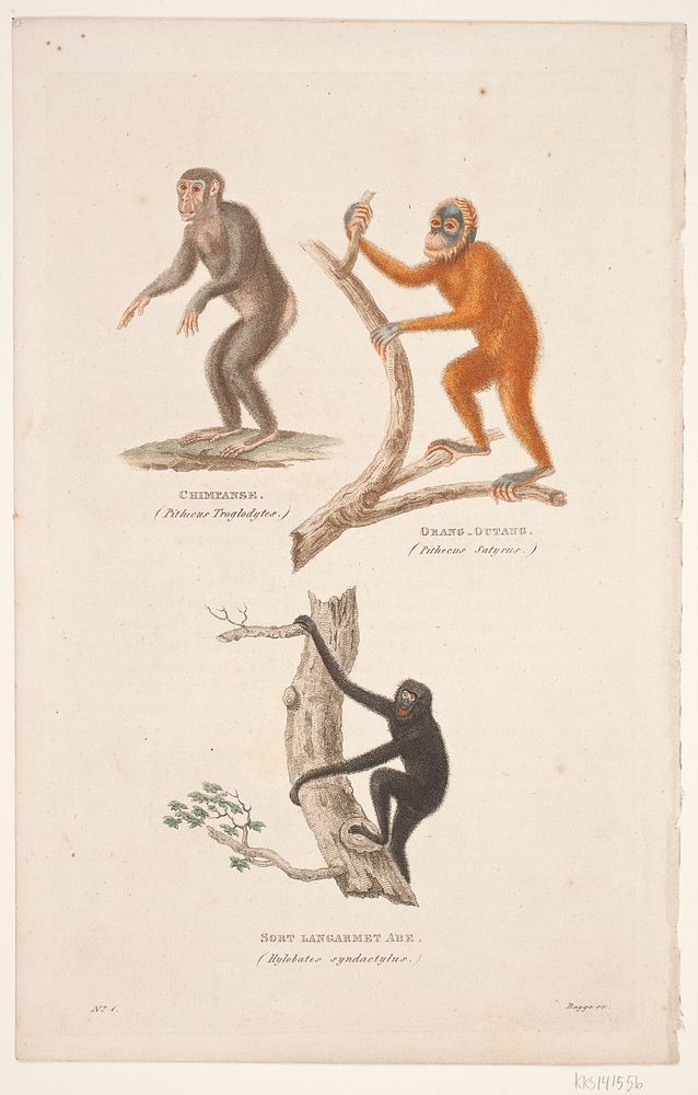 Illustration with monkeys: Chimpanzee, orangutan and black long-armed monkey