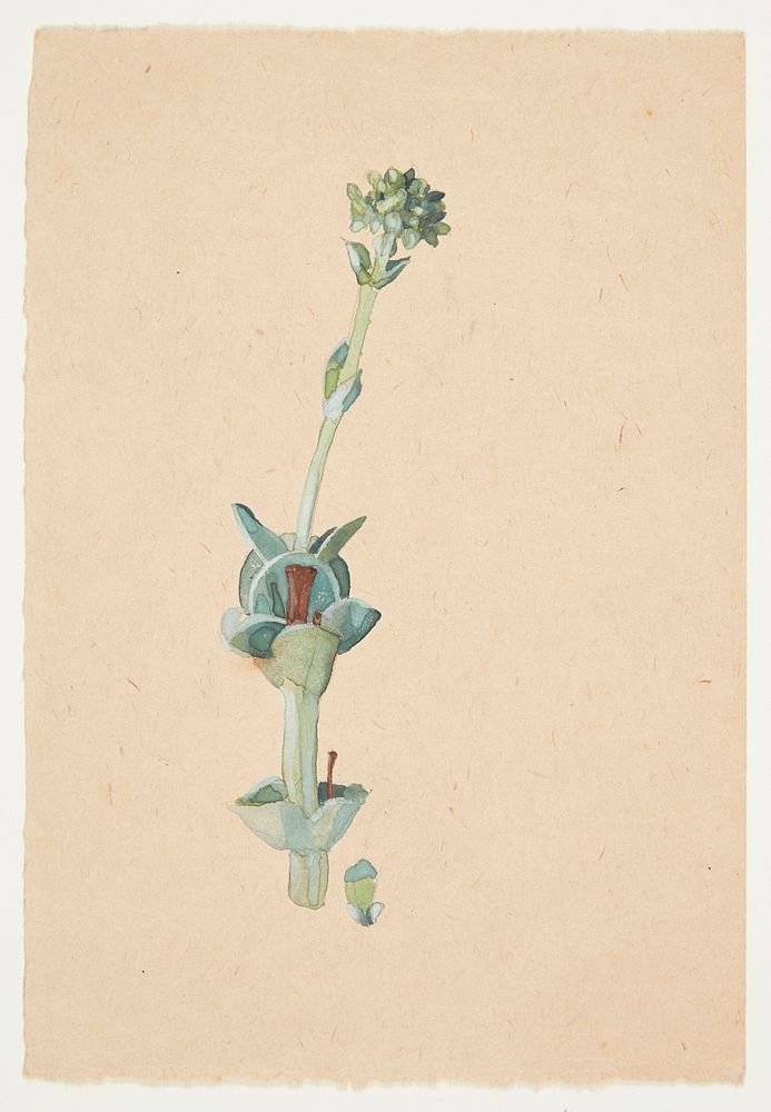 Study of a flower by Gudrun Traustedt