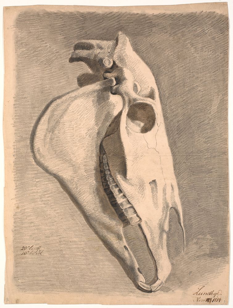 Horse skull by Johan Thomas Lundbye