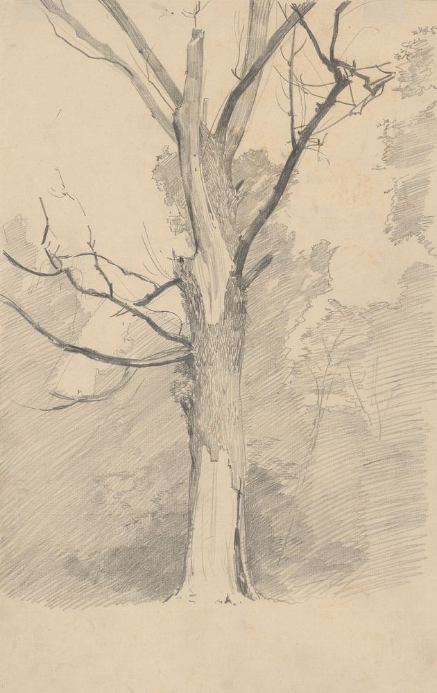 Study of a withered tree by Ladislav Mednyánszky