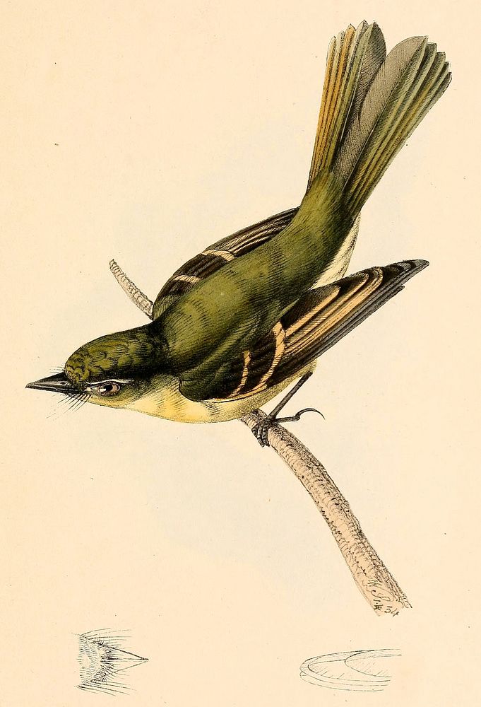 Large-headed Flatbill, Tyrannula megacephala Ramphotrigon megacephalum (1789-1855) by William Swainson.