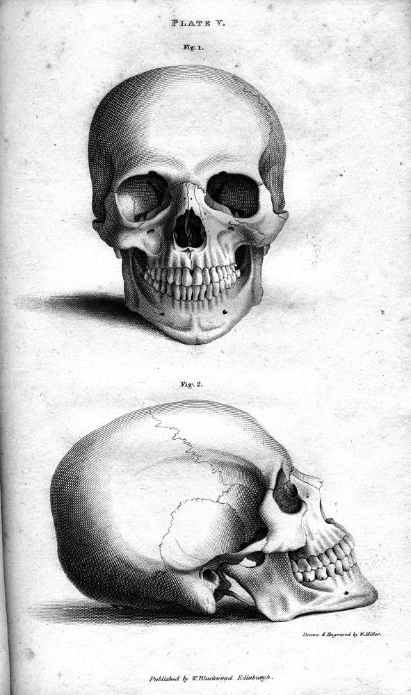 Plate Vb Human Skull, engraving by William Miller after drawing by W Miller, published in Engravings of the Skeleton of the…