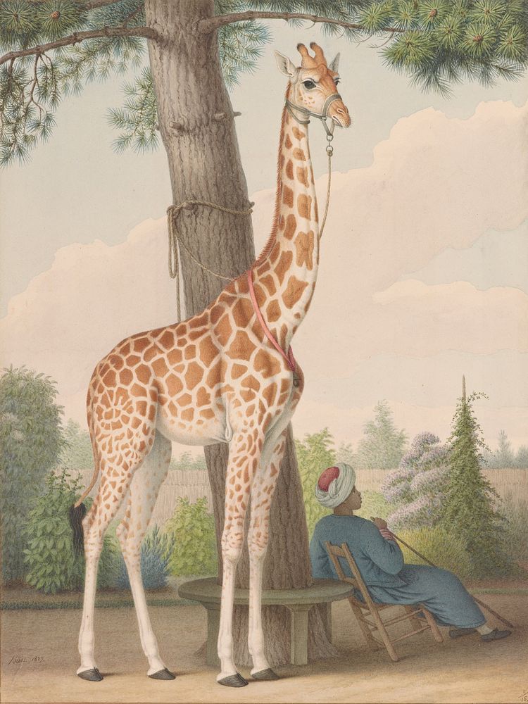 Study of the Giraffe Given to Charles X by the Viceroy of Egypt (1827) watercolor by Nicolas H&uuml;et, the Younger.