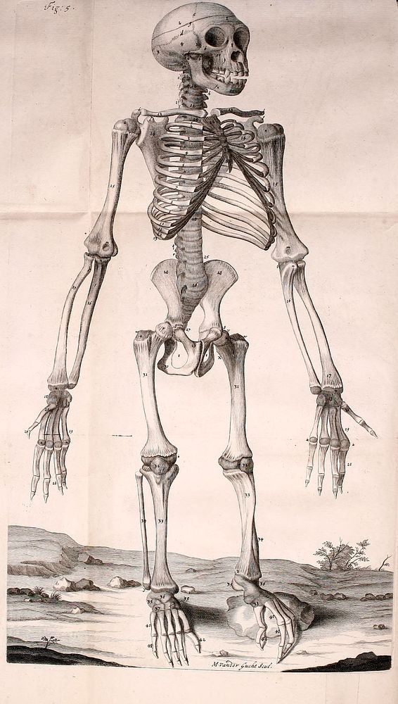 Image from Edward Tyson's Orang-outang, sive homo sylvestris: or, The anatomy of a pygmie compared with that of a monkey, an…