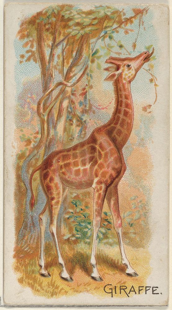 Giraffe, from the Quadrupeds series (N21) (1890) color lithograph by Allen & Ginter Cigarettes.