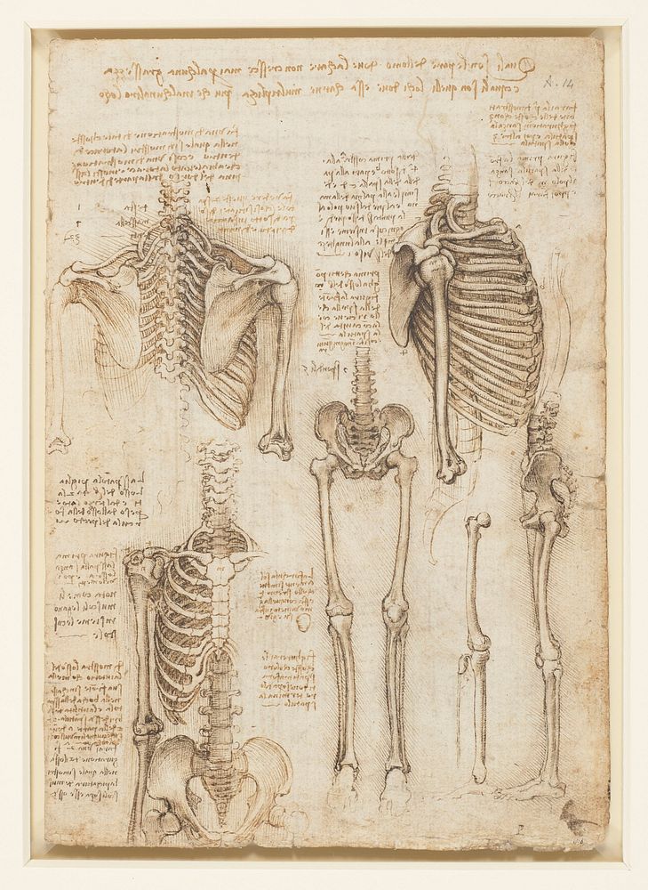 Leonardo da Vinci's Recto The skeleton.