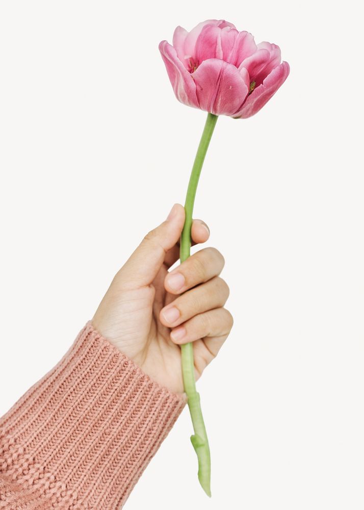 Hand holding flower isolated image