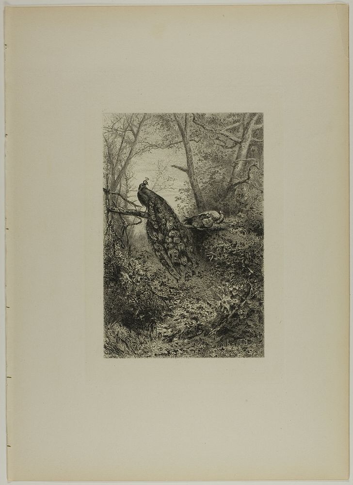 Peacocks on a Bough by Karl Bodmer