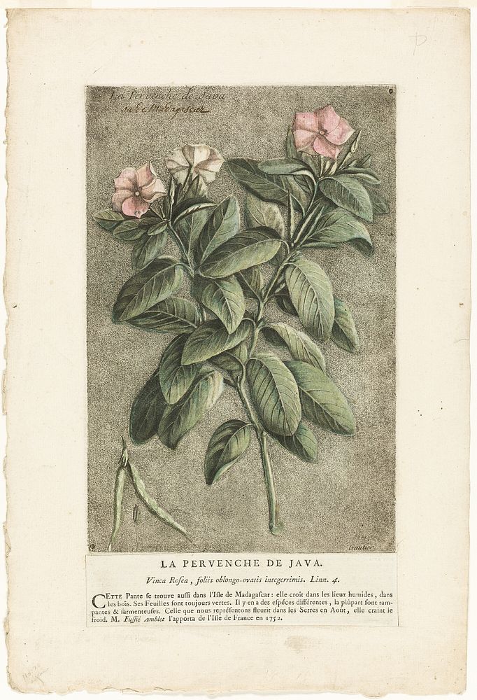 The Periwinkle of Java, from Collection of Usual, Curious, and Foreign Plants by Jacques Fabien Gautier d'Agoty