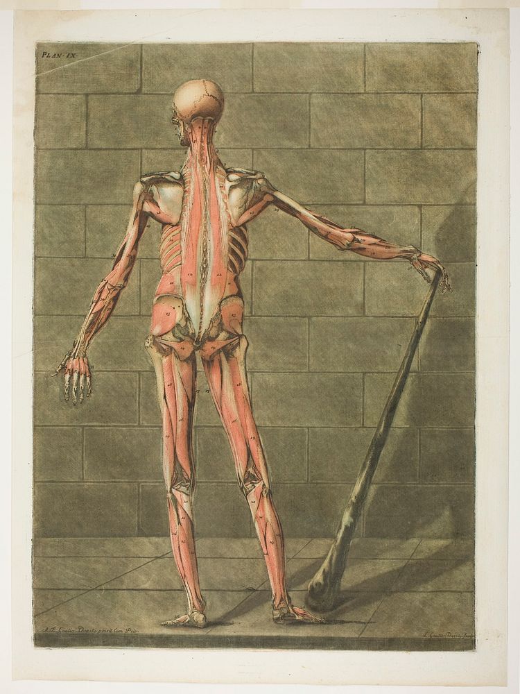 Posterior View of Muscle Man, plate nine from Complete Anatomy Course by Arnauld Éloi Gautier d'Agoty