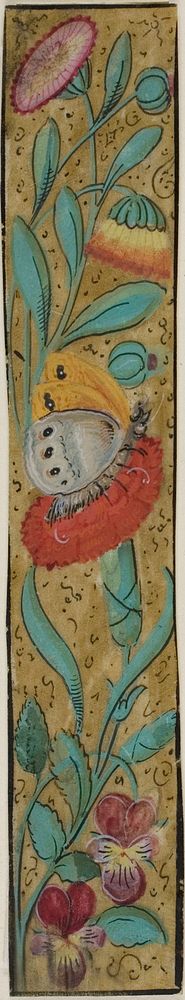 Illuminated Border with Moth and Flowers by Unknown illuminator