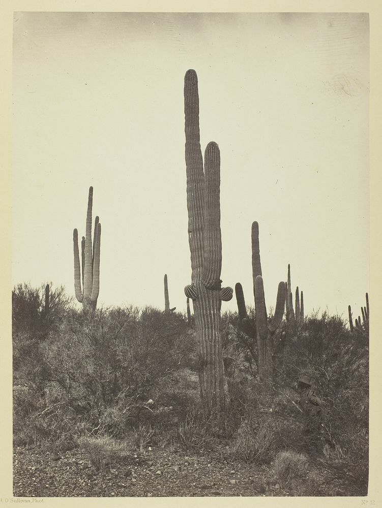 Cereus Giganteus, Arizona by Timothy O'Sullivan