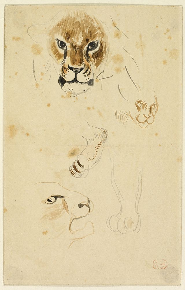 Heads and Paws of Lions by Eugène Delacroix