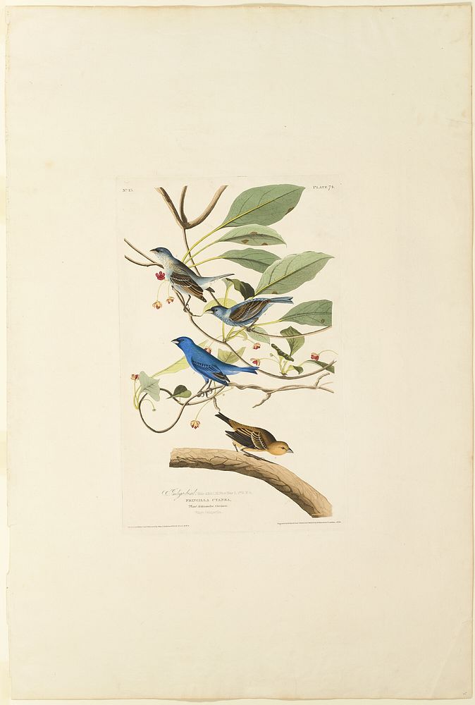 Male Indigo Bird by Robert Havell
