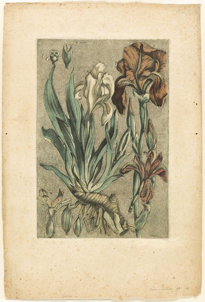 Iris Florentina, from Collection des plantes usuelles, curieuses, et étrangères by Jacques Fabien Gautier d'Agoty