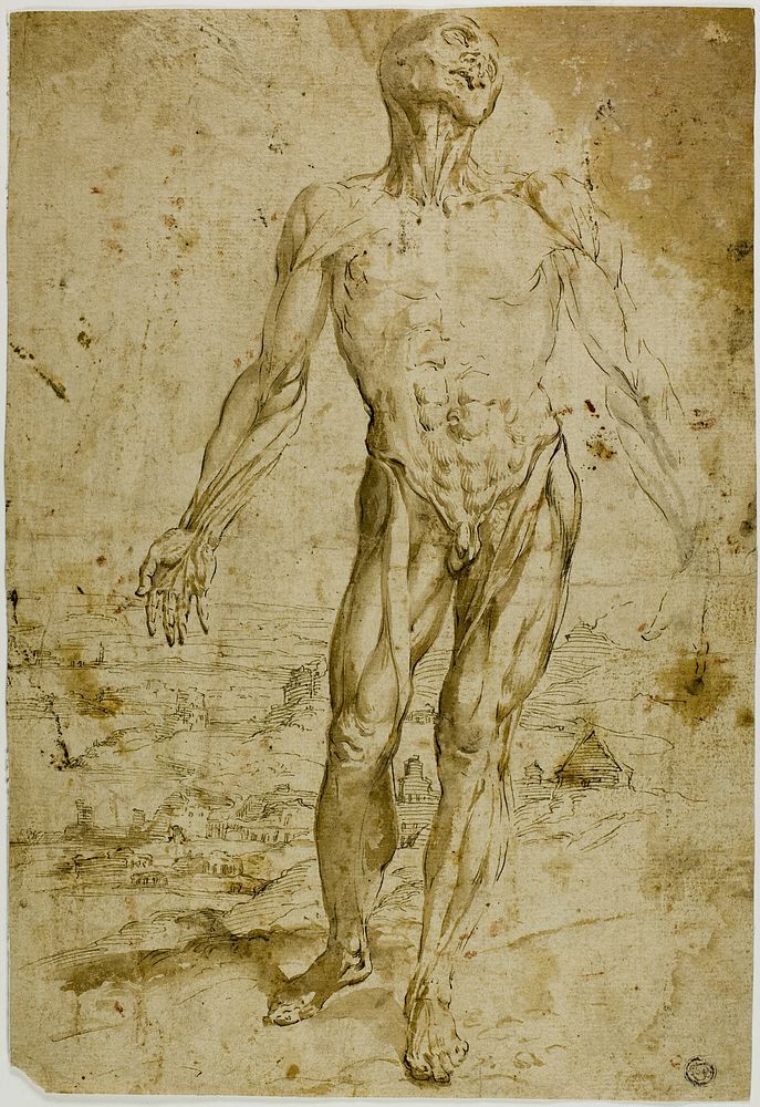 Écorché before Landscape (recto); Sketches of Standing Male Nude, Seated Child, Stooping Woman (verso) by Circle of Titian