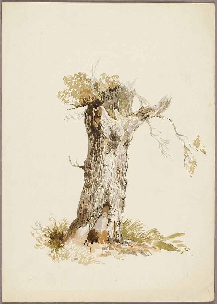 Tree Trunk I by Style of William Callow