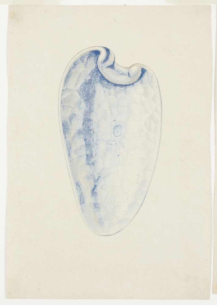 Overview of Lavender Elongated Shell by Giuseppe Grisoni