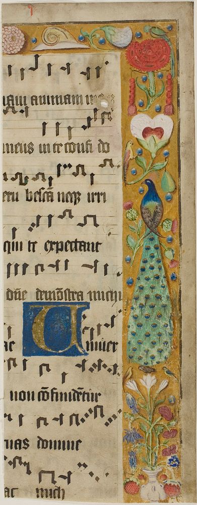 Peacock, Birds, Flowers, Fruit and a Snail in a Decorated Border, with an Illuminated Initial "U" from a Choir Book