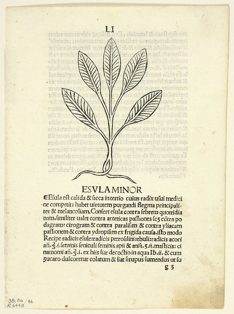 Esula Minor from Herbarium, Plate 46 from Woodcuts from Books of the 15th Century by Unknown Italian (Illustrator)