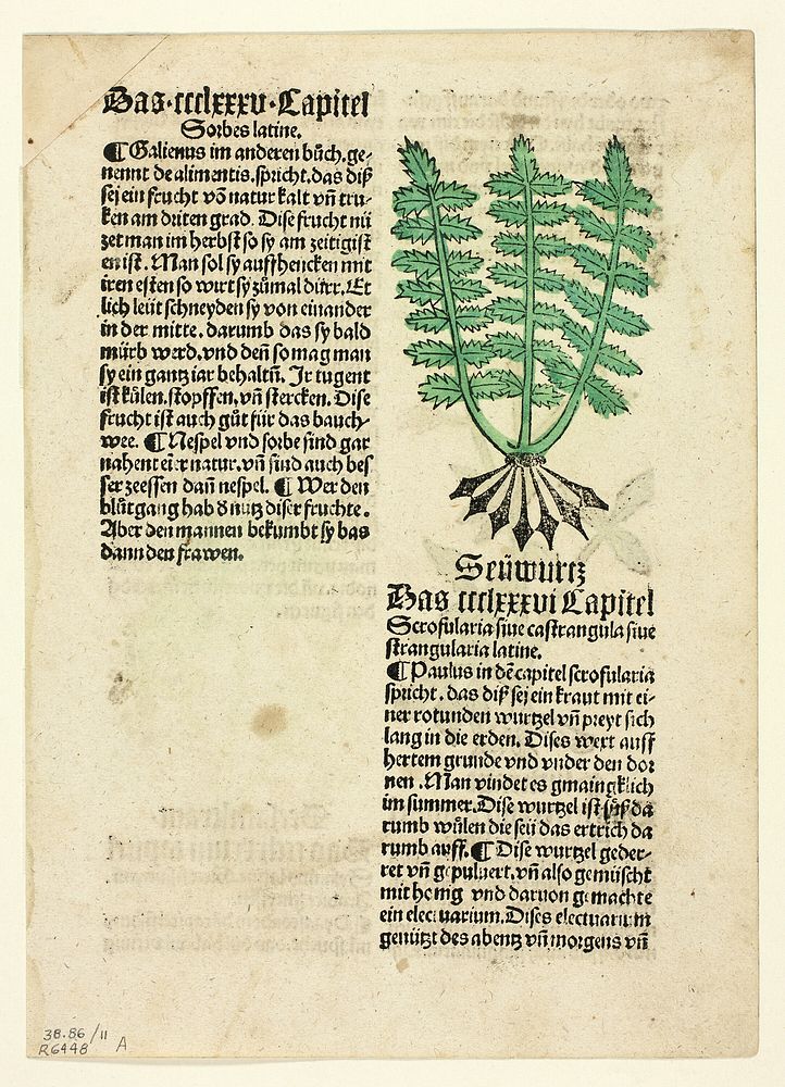 Figwort (recto), and Bloodroot (verso), from Gart der Gesundheit (Garden of Health), Plate 11 from Woodcuts from Books of…