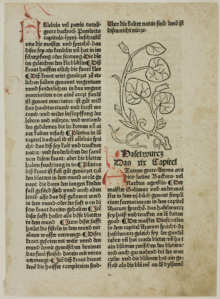 Hazelwort from Gart der Gesundheit (Garden of Health), Plate 16 from Woodcuts from Books of the 15th Century by Unknown…