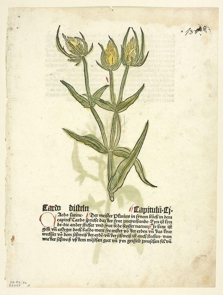Thistle (recto) and Thistle buds (verso) from Gart Der Gesundheit (also called Hortus sanitatis, or Garden of Health), Plate…