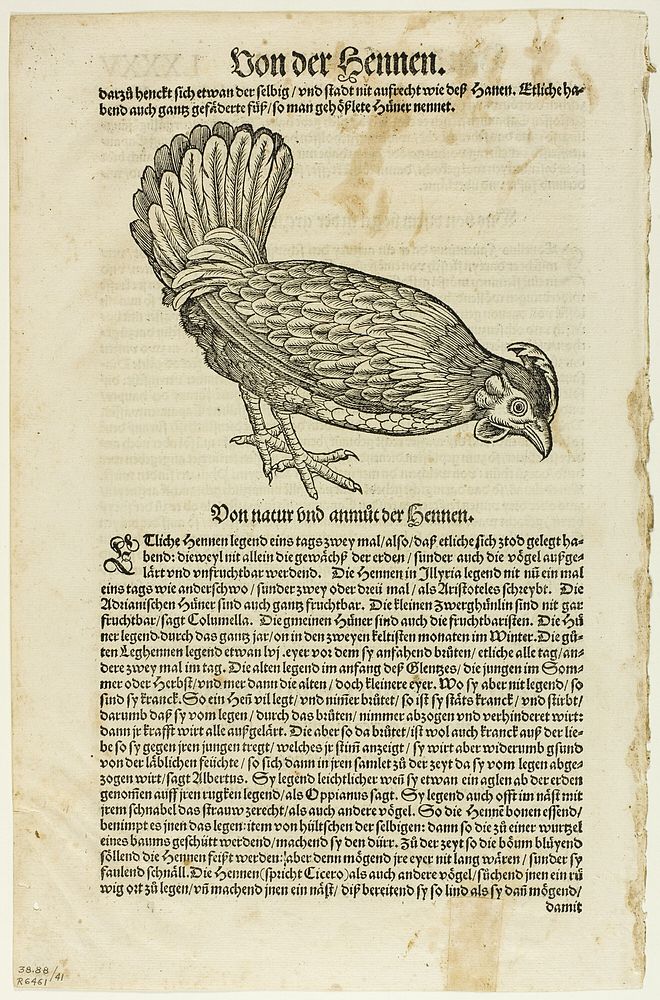 Illustration from "Vogelbuch", plate 41 from Woodcuts from Books of the XVI Century by Unknown artist