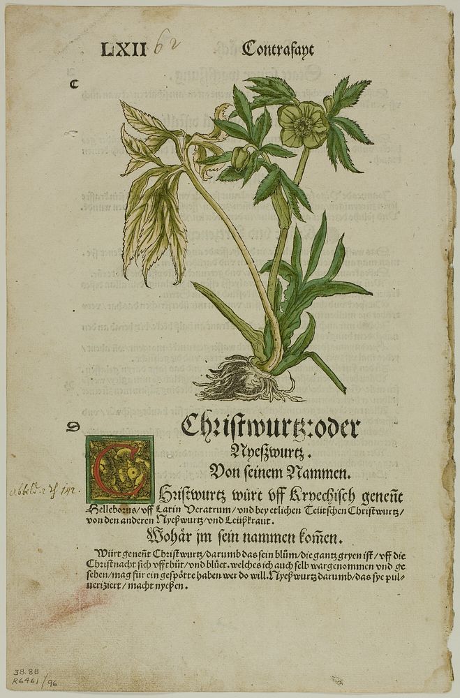 Christwurz (Hellebore) from Herbarium (Kräuterbuch), plate 96 from Woodcuts from Books of the XVI Century by Hans Weiditz, II
