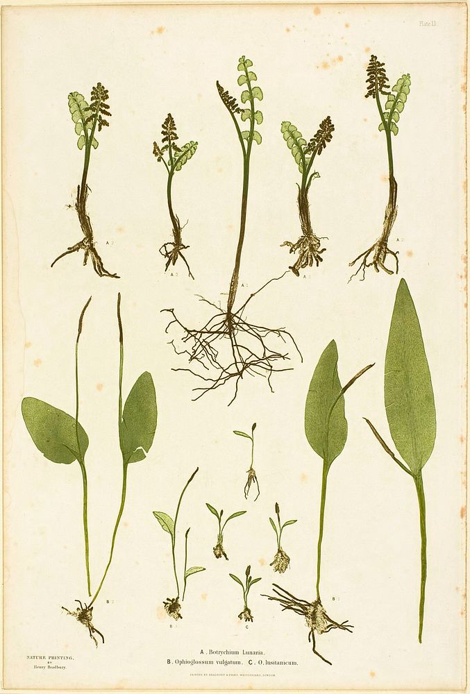 Nature Print of Moonwort and Adder's Tongue Ferns, plate 51 from The Ferns of Great Britain and Ireland by Henry Bradbury