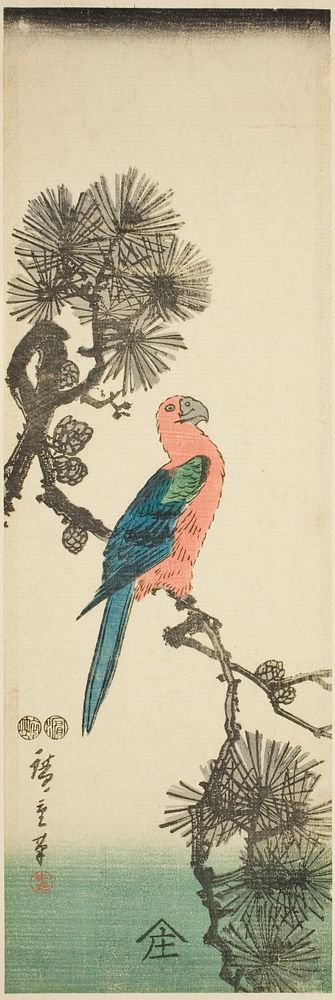 Macaw on pine branch by Utagawa Hiroshige