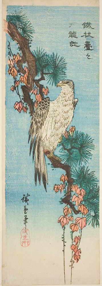 Falcon on ivy-covered pine branch by Utagawa Hiroshige