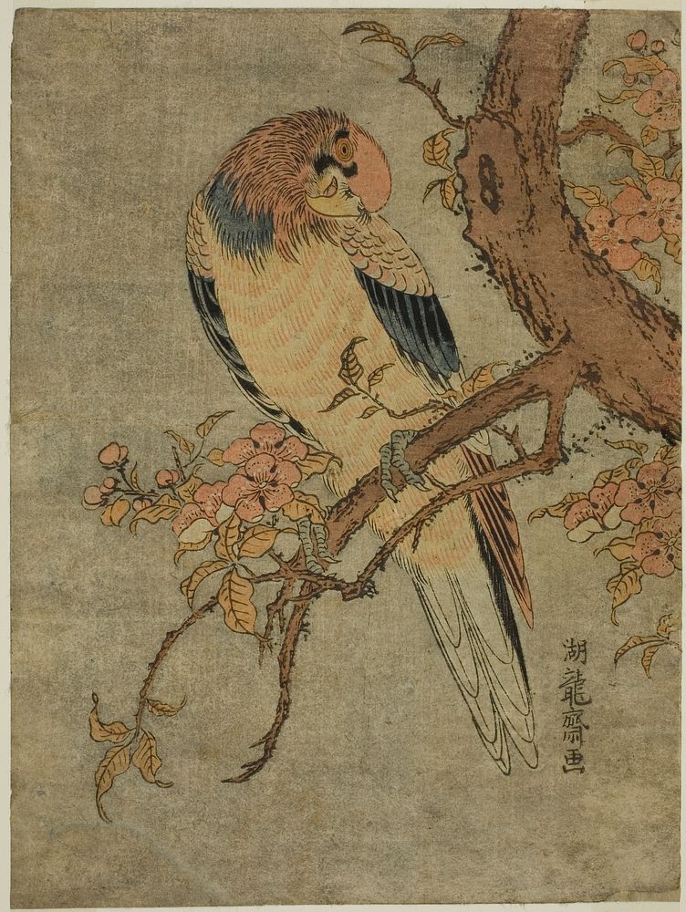 Parrot on Quince Tree by Isoda Koryusai