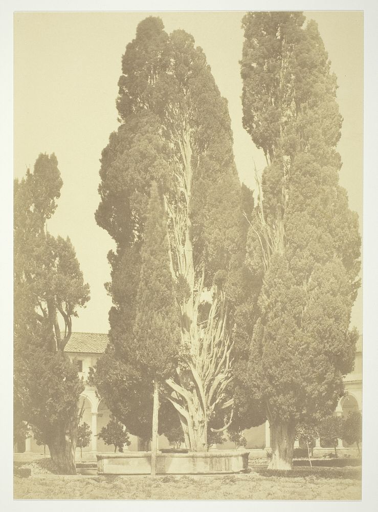 Untitled (Trees in Rome) by Robert MacPherson