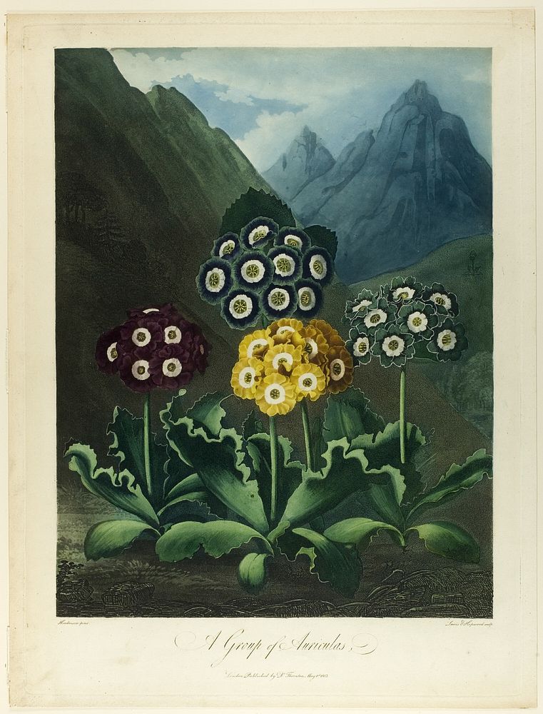 A Group of Auriculas, from The Temple of Flora by L. V. Hopwood