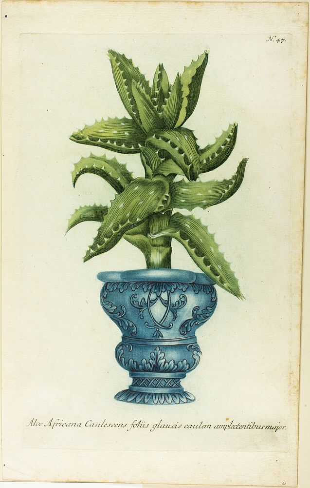African Aloe, plate 47 from Phtanthoza Iconographia by Johann Wilhelm Weinmann