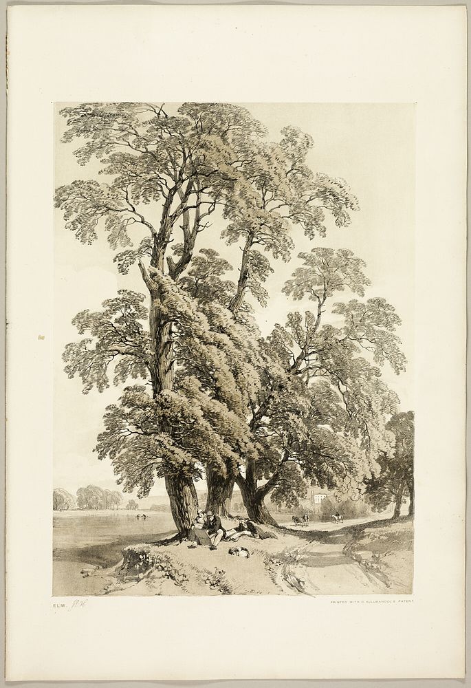 Elm, from The Park and the Forest by James Duffield Harding