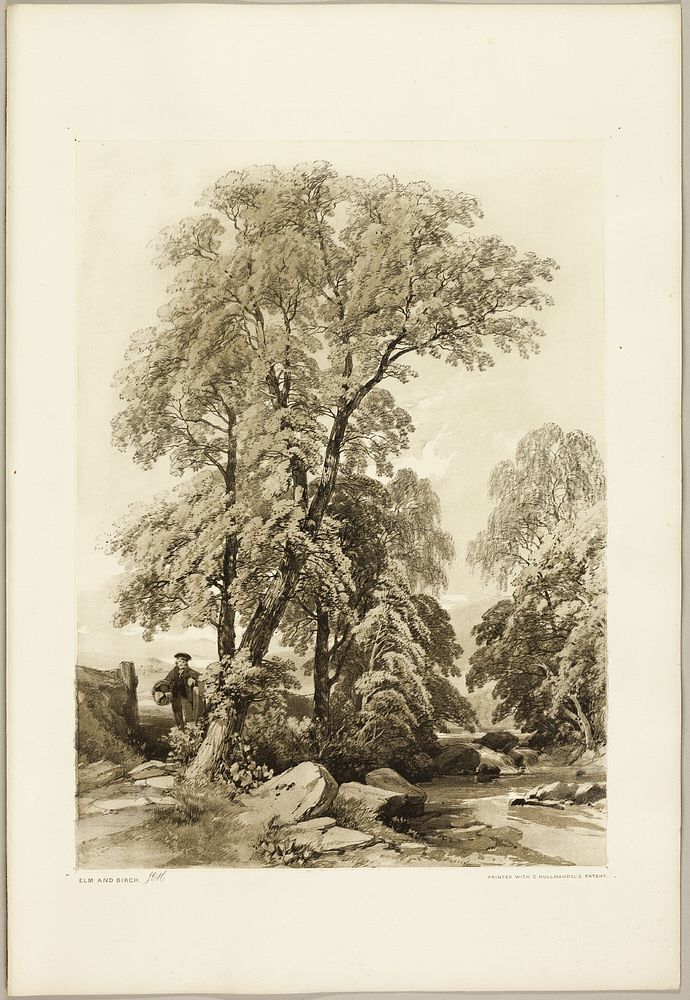 Elm and Birch, from The Park and the Forest by James Duffield Harding