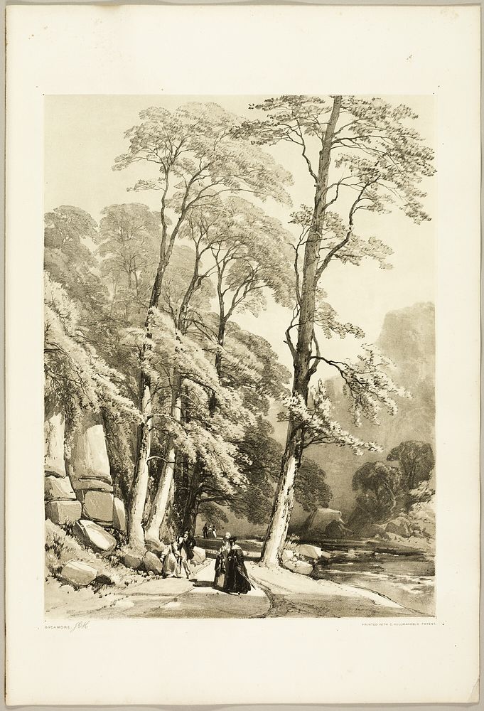 Sycamore, from The Park and the Forest by James Duffield Harding