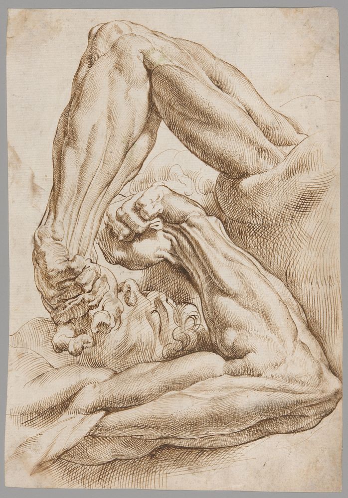 A Sheet of Anatomical Studies by Peter Paul Rubens