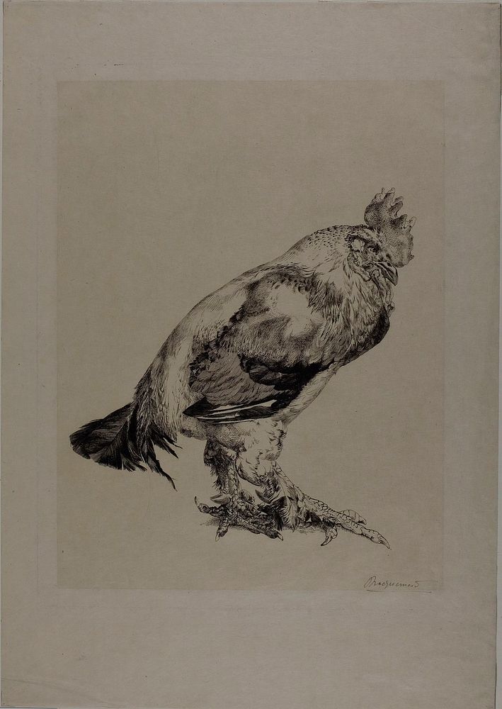 The Old Cock by Félix Henri Bracquemond