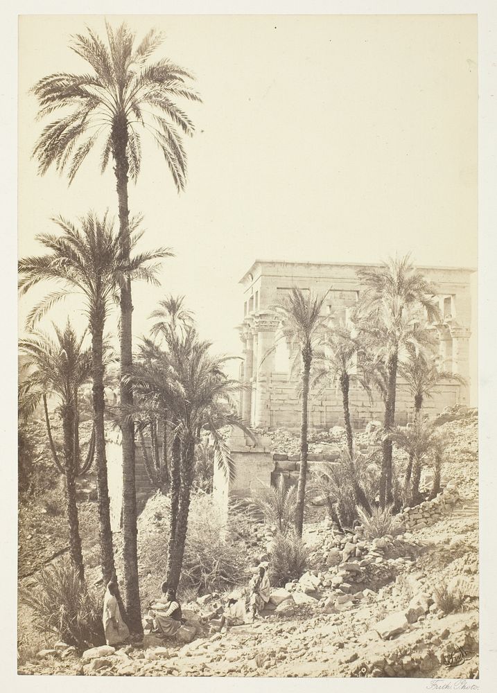 Group of Palms by Francis Frith