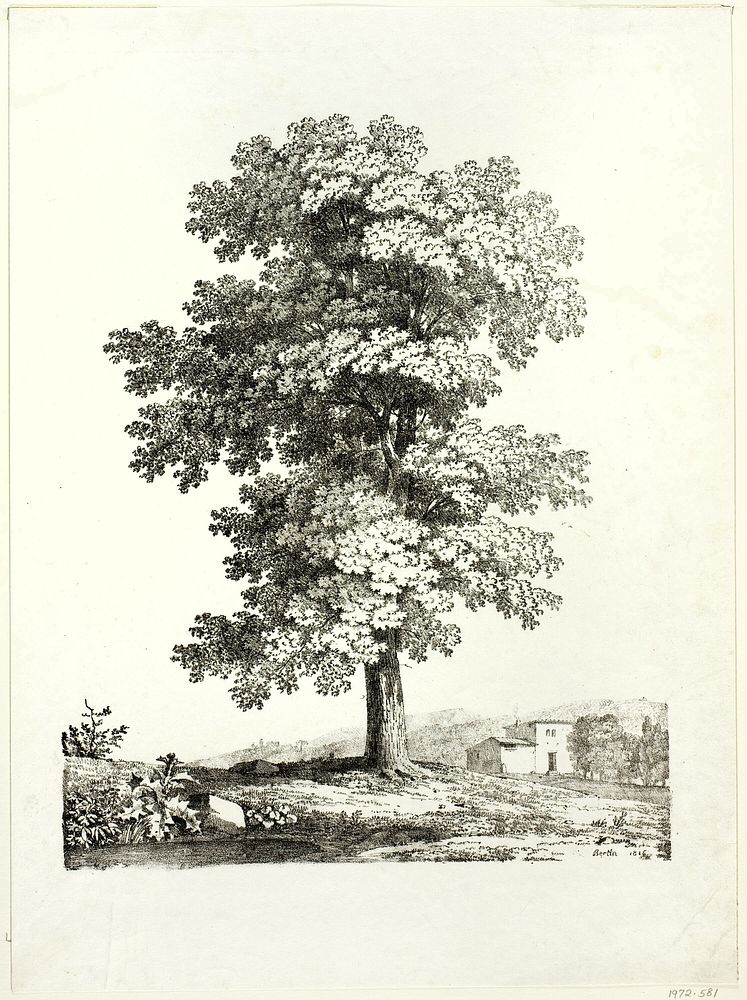Study of a Tree by Jean Victor Bertin