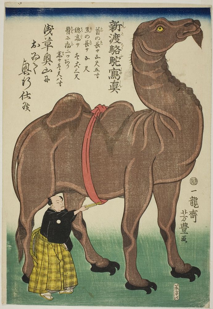 True Drawing of a Newly Arrived Camel (Shinto rakuda shashin) by Utagawa Yoshitoyo