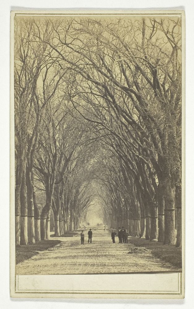 Untitled (avenue of trees) by Unknown