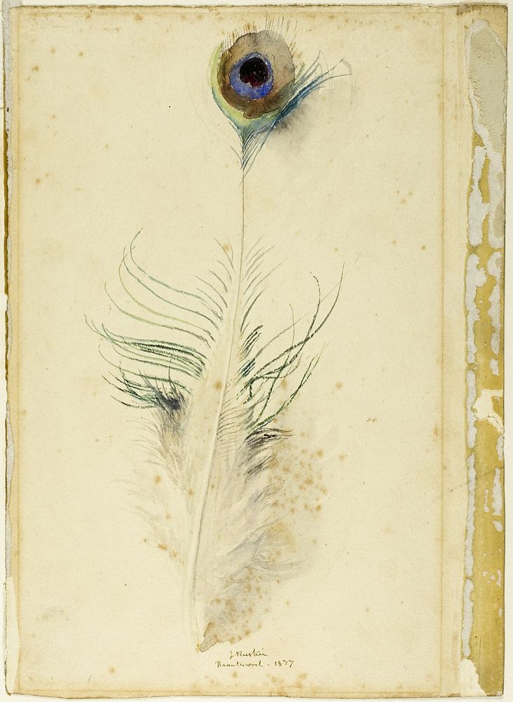 Peacock Feather by John Ruskin
