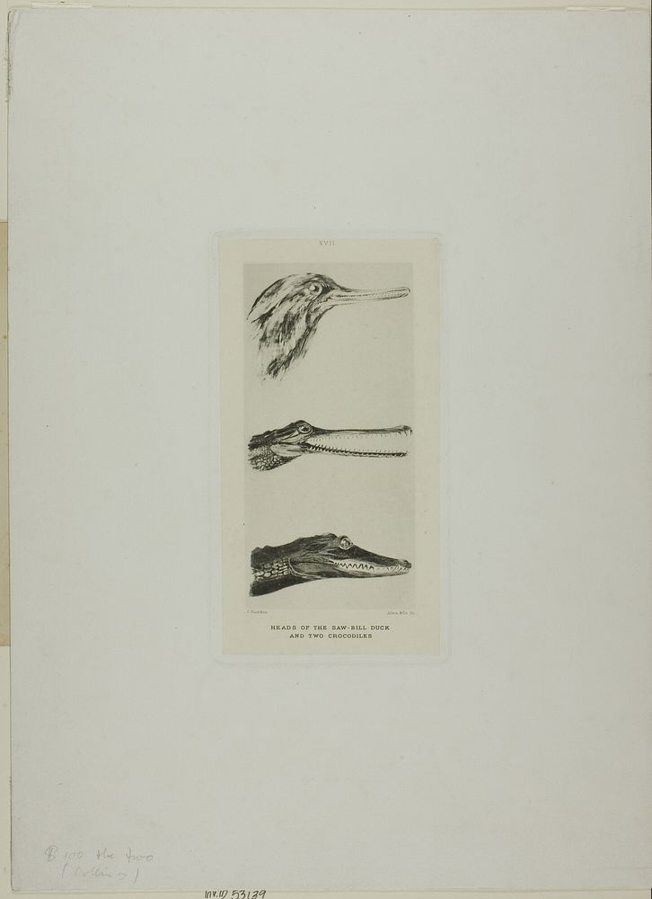 Heads of Saw-Bill Duck and Two Crocodiles by John Ruskin