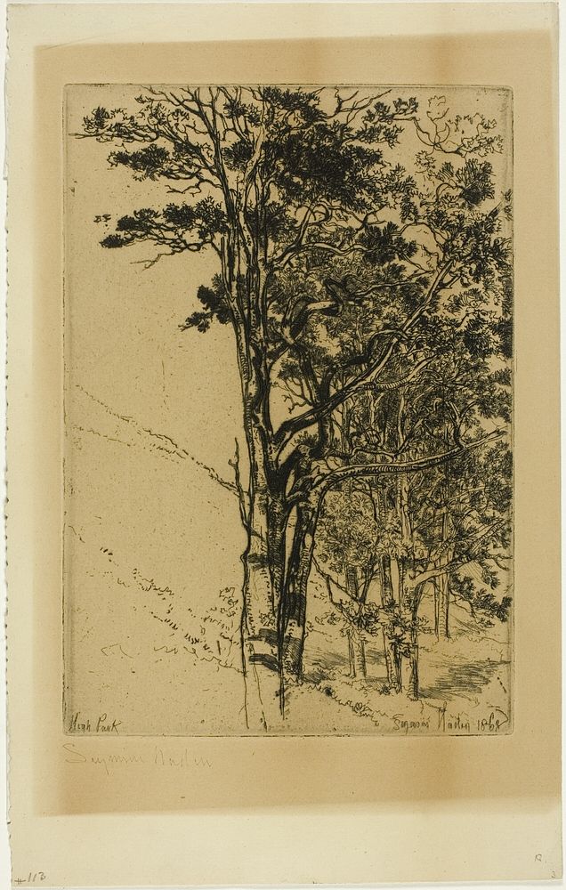 Firs (A Study) by Francis Seymour Haden